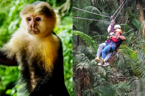 Plataforma de tirolesa en el dosel de la selva cerca de la Isla de los Monos en el Canal de Panamá