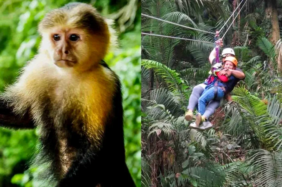 Plataforma de tirolesa en el dosel de la selva cerca de la Isla de los Monos en el Canal de Panamá