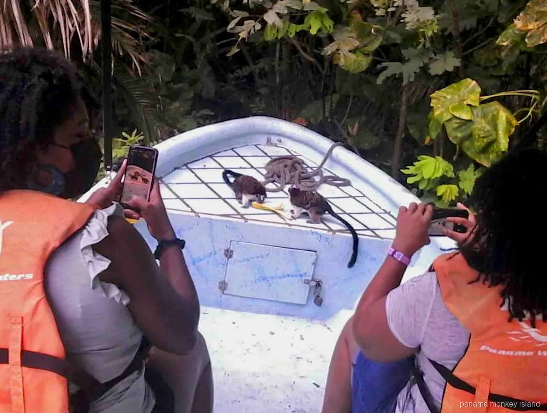 Dos pequeños monos tamarinos en la proa de un bote mientras los visitantes toman fotos en panama monkey island