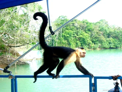 Capuchin monkey walking along the railing of a tour boat on Gatun Lake, panama monkey island cruise