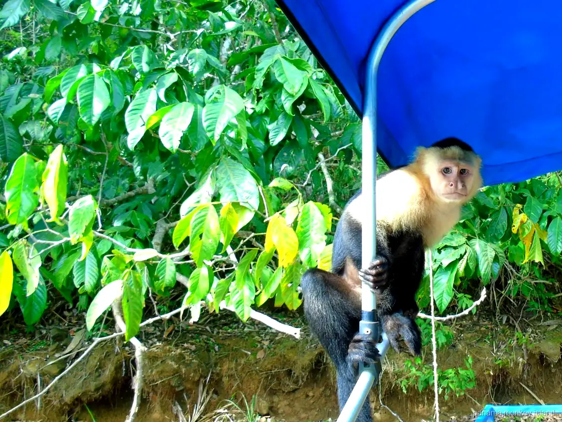 Capuchin monkey perched on a boat canopy pole beside the shore, panama monkey island boat tour