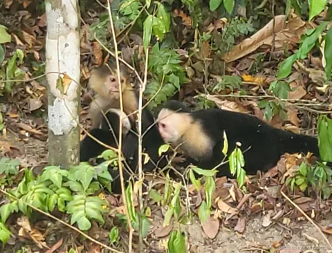 Capuchin monkeys resting among fallen leaves on the forest floor during a panama monkey island jungle safari