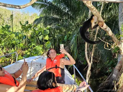 White-faced capuchin on a branch above visitors in life jackets on a panama monkey island boat