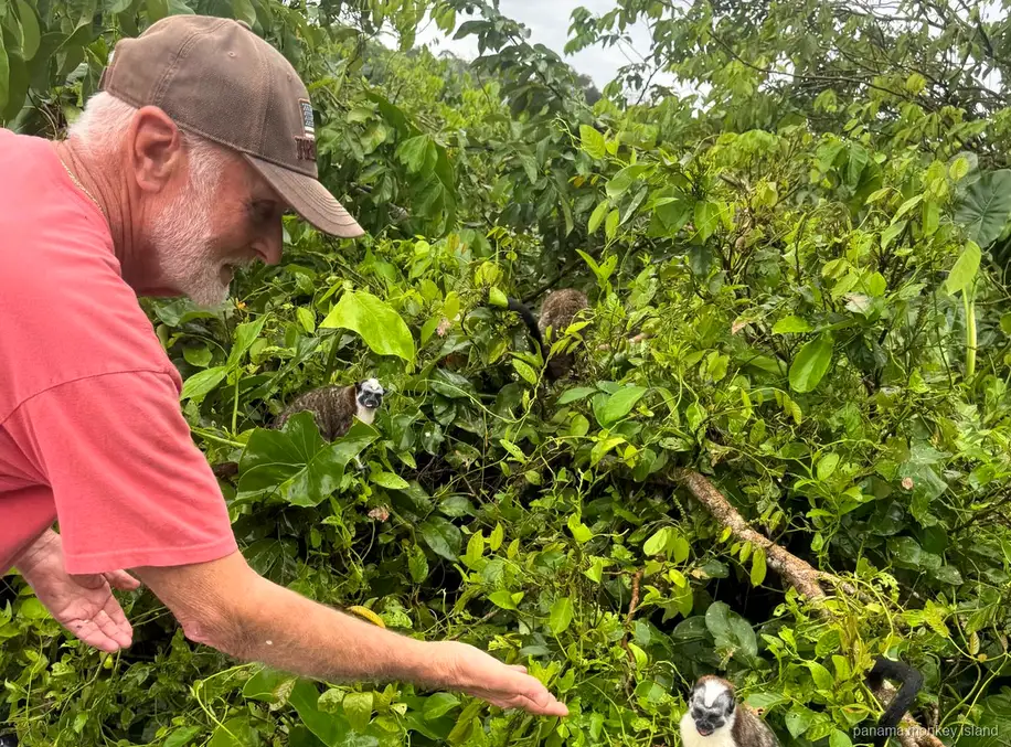 Visitor reaching a hand toward tamarin monkeys in the green vegetation of panama monkey island