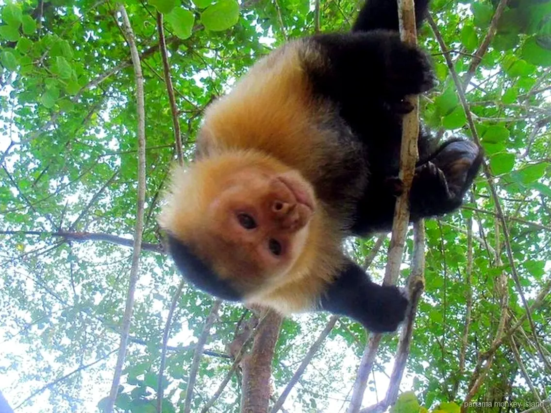 Mono capuchino de cara blanca colgado boca abajo de una rama, isla de los monos Panamá en el lago Gatún