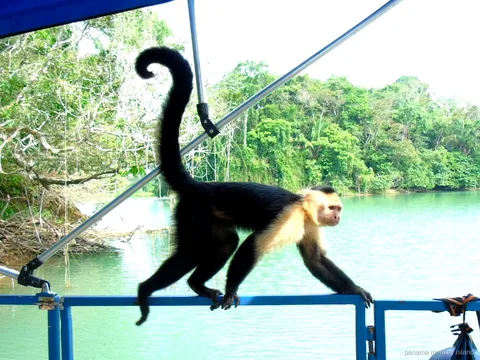 Mono capuchino caminando por la baranda de un bote en el lago Gatún, crucero a la isla de los monos Panamá
