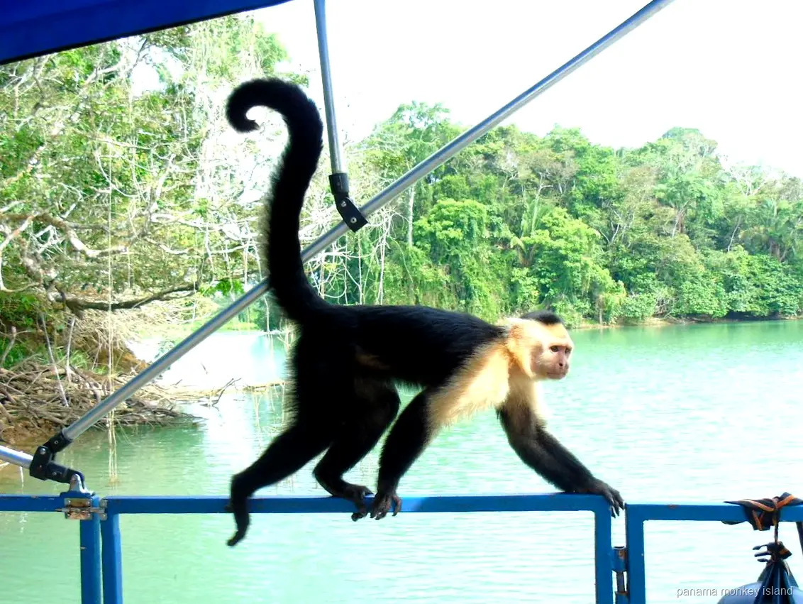 Mono capuchino caminando por la baranda de un bote en el lago Gatún, crucero a la isla de los monos Panamá