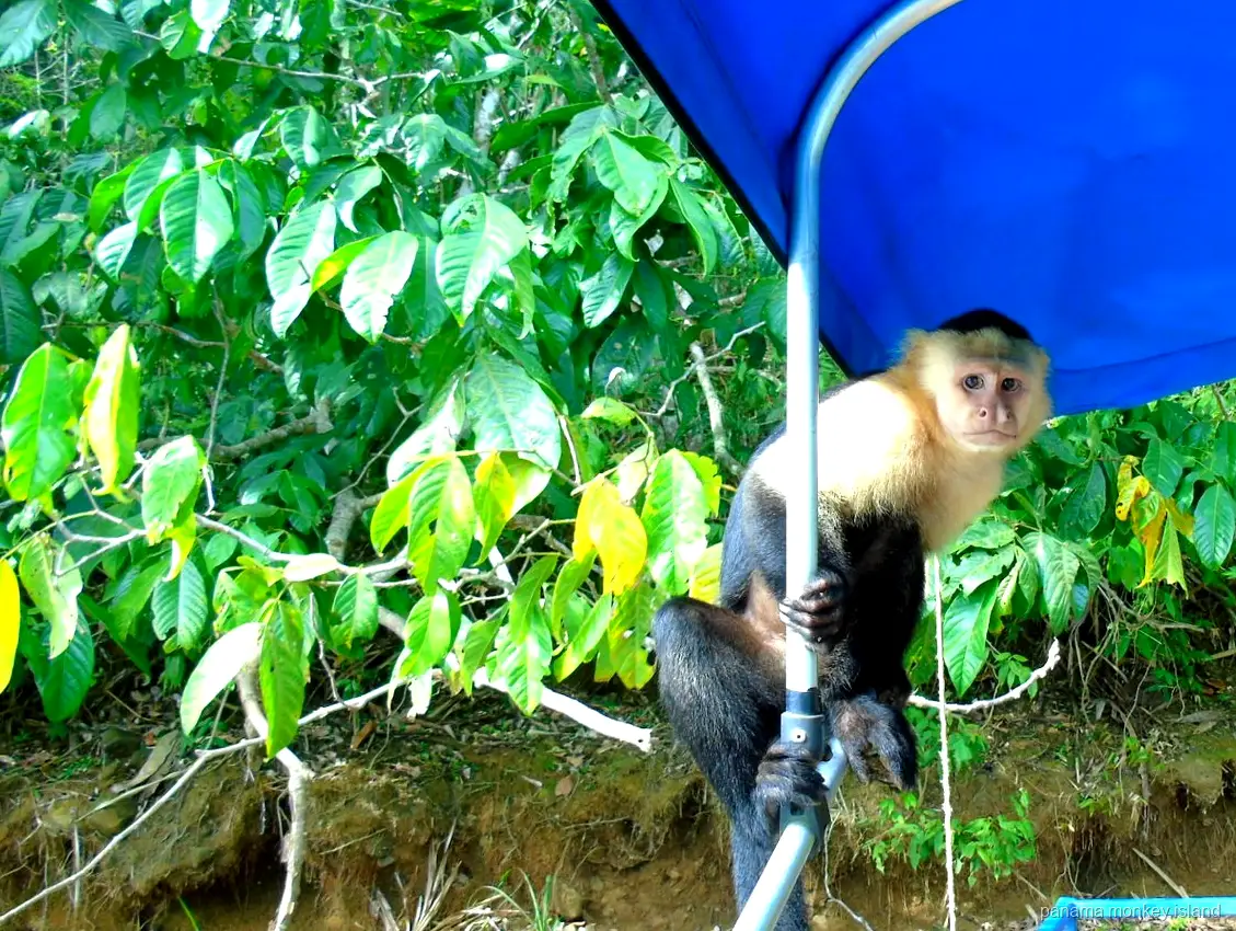 Mono capuchino posado en un poste del toldo de un bote junto a la orilla, tour a la isla de los monos Panamá