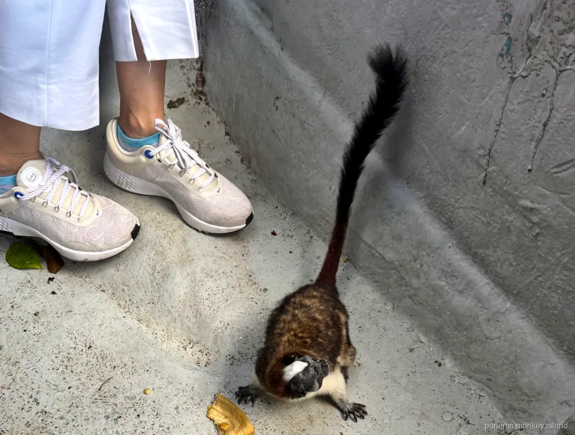 Pequeño mono tamarino en el piso del bote junto a las zapatillas de un visitante y una cáscara de banano en panama monkey island