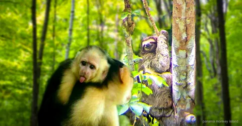 Safari en bote rápido junto a buques de carga en el Canal de Panamá cerca de la Isla de los Monos
