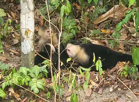 Monos capuchinos descansando entre hojas caídas en el suelo del bosque, safari por la isla de los monos Panamá