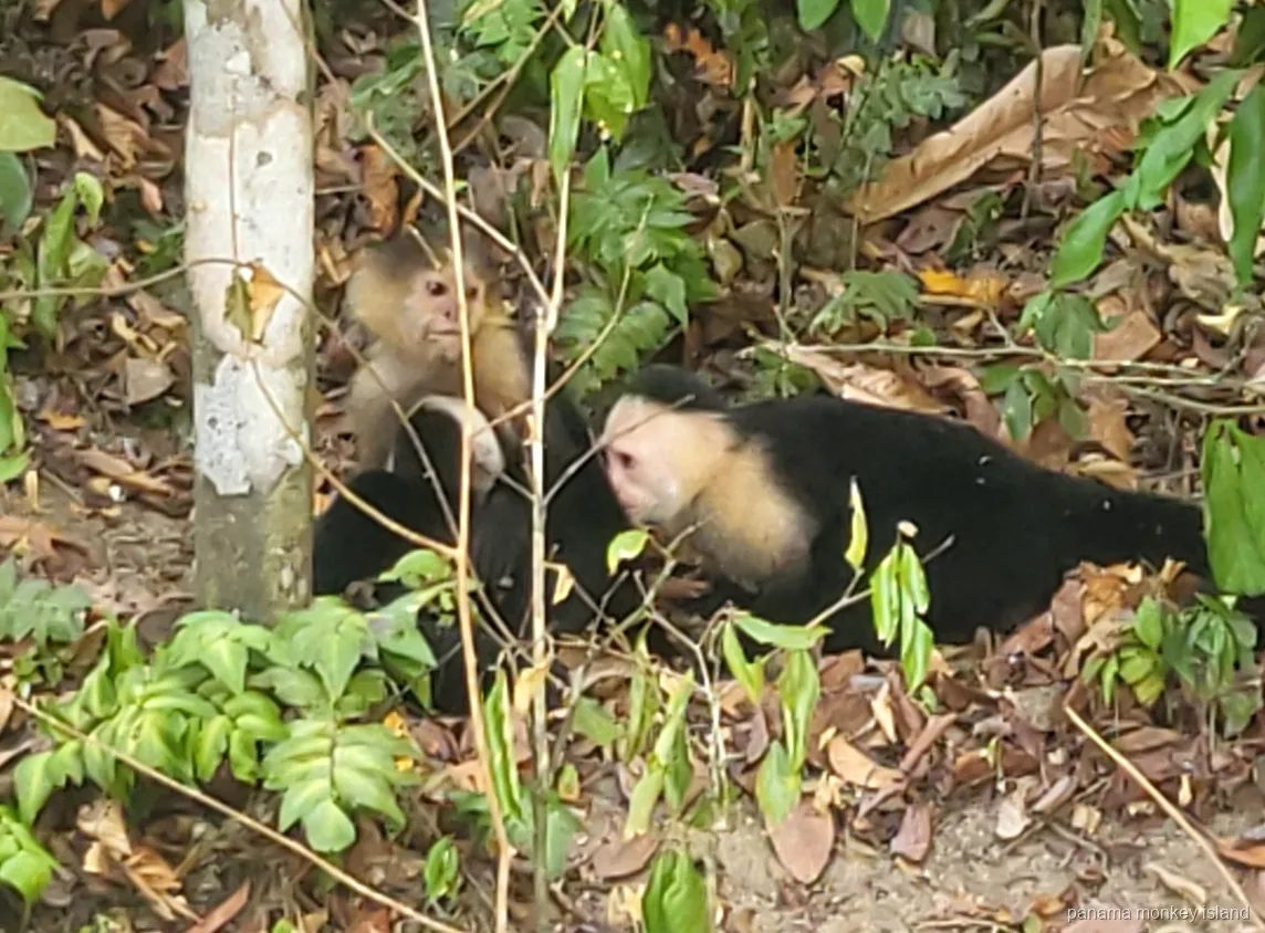 Monos capuchinos descansando entre hojas caídas en el suelo del bosque, safari por la isla de los monos Panamá